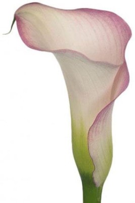 Audbhidhi Calla Lily Pink Flower Bulbs for All Season ( 10 bulbs) Seed(20 per packet)