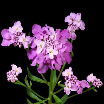 CYBEXIS Candytuft Mix Flower Seed(50 per packet)