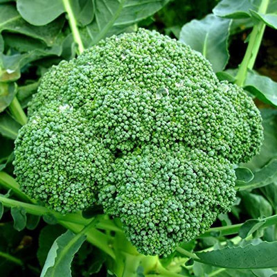 TRICONE Broccoli Seed(50 per packet)