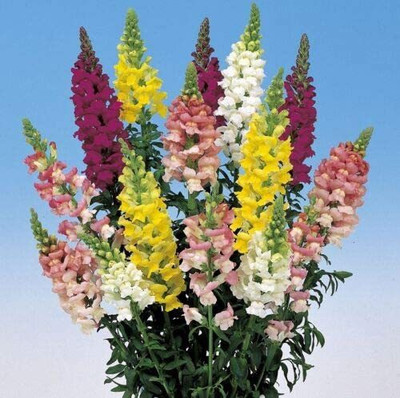 CYBEXIS Antirrhinum - Admiral Mixed F1 Seed(1 g)