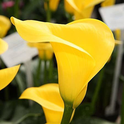 Audbhidhi Zantedeschia/Calla Lily (Yellow) Imported Flower Bulbs Seed(2 per packet)