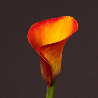 Audbhidhi Calla Lily Orange Flower Bulbs for All Season (Pack Of 10 Bulbs) Seed(10 per packet)