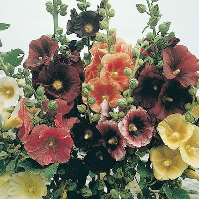 XOLDA Hollyhock mix Seed(27 per packet)
