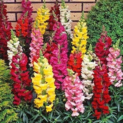 VibeX NBIR-468-ANTIRRHINUM Extra Dwarf Mix Best Quality Hybrid Seeds Seed(30 per packet)