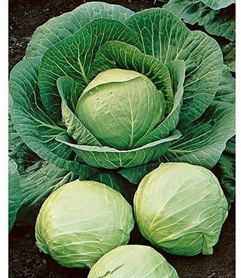 TRICONE Cabbage Seed(200 per packet)
