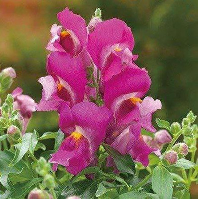 Aywal ANTIRRHINUM MIXED FLOWER Seed(40 per packet)