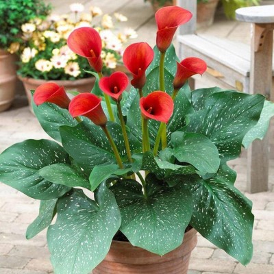 Audbhidhi Calla Lily (Red) Flower Bulbs for All Season (Pack of 20 bulbs) Seed(20 per packet)