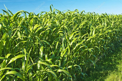 wequality Cow eating grass seeds, Seeds for cow eating grass, Best cow grass seeds Seed(8000 per packet)