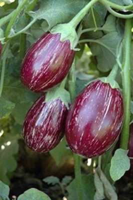 Chalisa BRINJAL, BRINJAL CVK, BRINJAL CVK Seeds Seed(30 per packet)