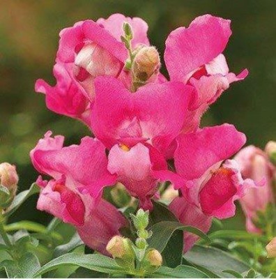 Aywal Antirrhinum/Snapdragon/Dog Flower Dwarf Flower Seed(100 per packet)