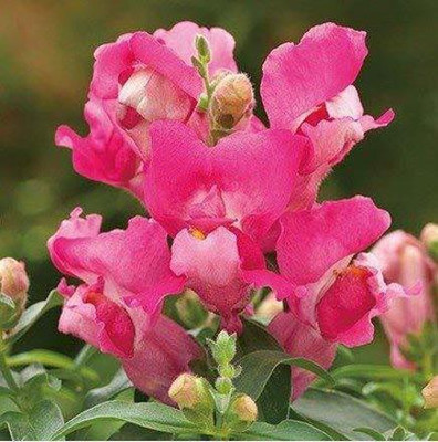Aywal Antirrhinum – Dog Flower Mixed F1 Hybrid Seeds For Home Gardening Seed(70 per packet)