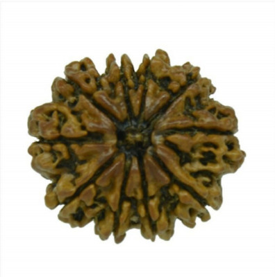 Vegga 10 mukhi rudraksha /10 mukhi nepali Wood