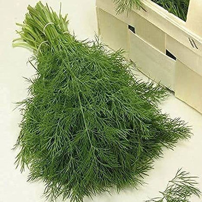 XOLDA Soya Dill Seed(37 per packet)