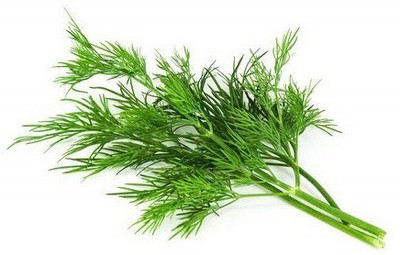 WILLVINE Dill Seed(500 per packet)