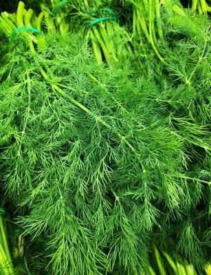 XOLDA Organic Soya Dill Plant Seed(92 per packet)