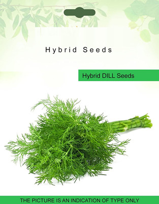 CRGO Dill® Seeds-XLA-30 Seed(250 per packet)