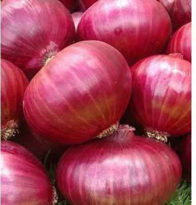 XOLDA Organic Onion Plant Seed(81 per packet)