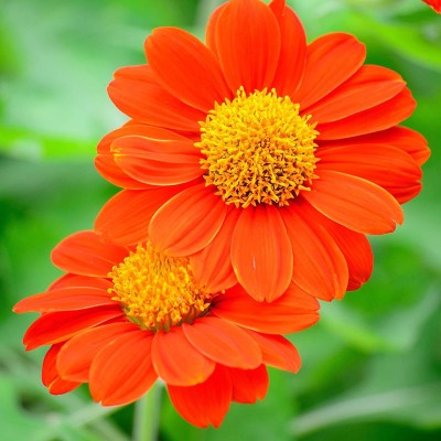 Gromax India Tithonia Seeds Seed(40 per packet)