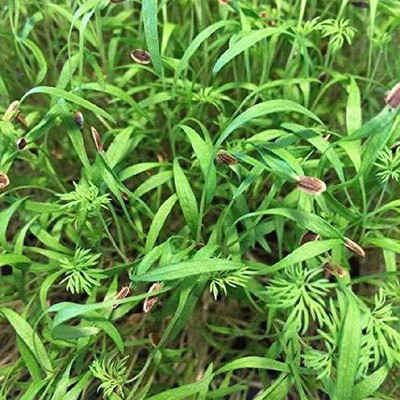 CRGO Dill® Seeds-XLA-150 Seed(125 per packet)
