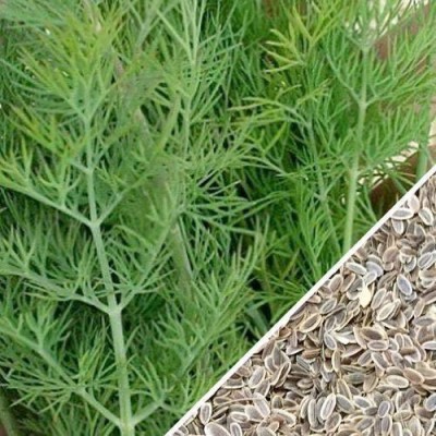 Biosnyg High Germination Heirloom Quality Dill Herb Seeds 25gm Seeds Seed(25 g)