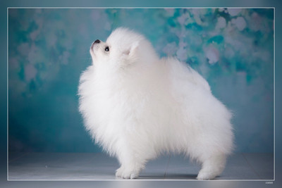 White Pomeranian Dog Little Fluffy Dog White Puppy Decorative Dog Breeds Small Cute Dog Matte Finish Poster Paper Print(12 inch X 18 inch)