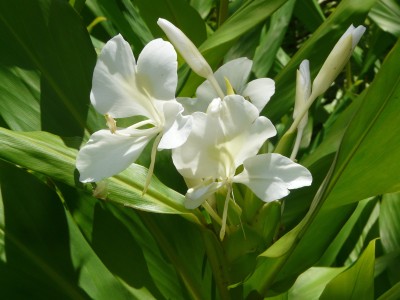 Audbhidhi Hedychium Mixed Flower Bulbs for All Season ( 20 bulbs) Seed(20 per packet)