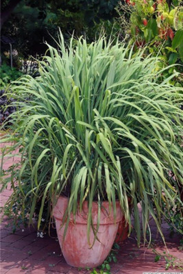 Gromax India Lemon Grass Seeds Seed(40 per packet)