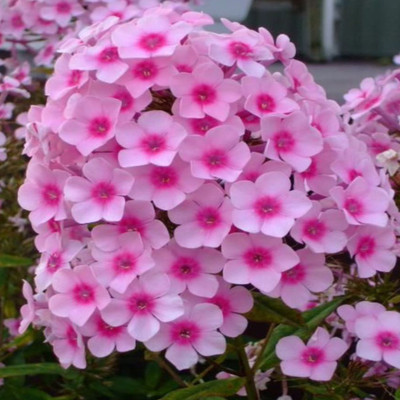 YI Saler Seeds of Pink Phlox Flower, with Free Coco peat for seeds germination Seed(2 per packet)