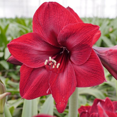 PINK HUB Amaryllis Lily Seed(5 g)