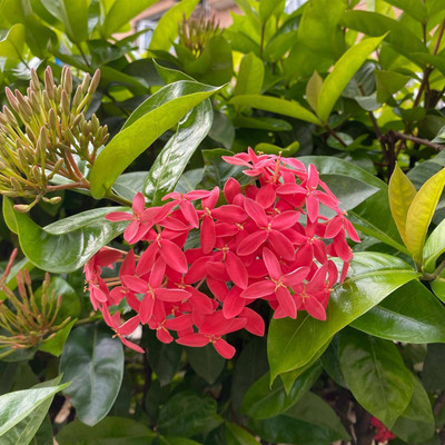 Ukanda Trothic Ixora/Chethi Plant(Hybrid, Pack of 1)