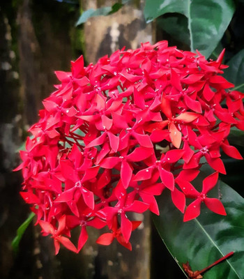 Ukanda Trothic Ixora/Chethi Plant(Hybrid, Pack of 1)