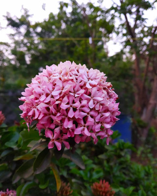 Ukanda Trothic Ixora/Chethi Plant(Hybrid, Pack of 1)