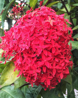 Ukanda Trothic Ixora/Chethi Plant(Hybrid, Pack of 1)