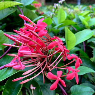 Ukanda Trothic Ixora/Chethi Plant(Hybrid, Pack of 1)
