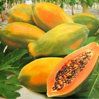 MAA Papaya, Papita Seed(170 per packet)