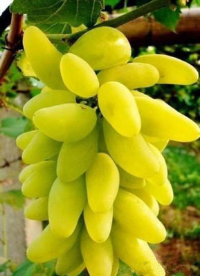 Aro Grapes, Green Grapes Seed(67 per packet)