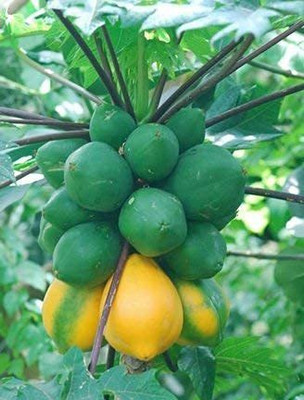 MKR Enterprises Papaya Seed(140 per packet)