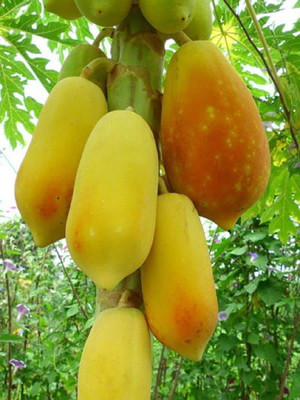 MKR Enterprises Papaya Seed(100 per packet)