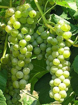 Chalisa Grapes, Green Grapes Seed(10 per packet)