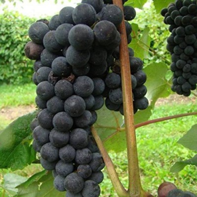 Chalisa Grapes, Fruits, seeds, Black Grapes Seed(35 per packet)