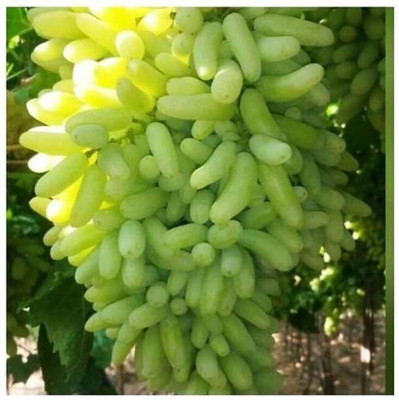 MAA Grapes, Green Grapes Seed(43 per packet)