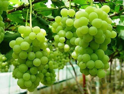 Chalisa Grapes, Green Grapes Seed(82 per packet)