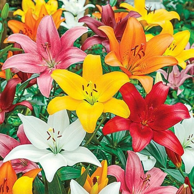 Audbhidhi Asiatic Lily Imported Flower Bulbs Multicolour-Pack Of 2 Seed(2 per packet)