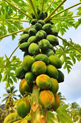 MKR Enterprises Papaya Seed(420 per packet)