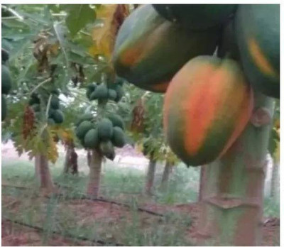 Aro Papaya, Papita Seed(55 per packet)