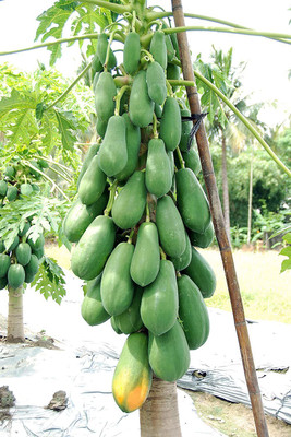 KANAYA Papaya Seed(650 per packet)