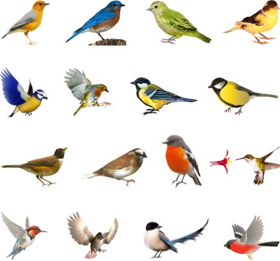 WALLDESIGN 55.88 cm Colorful Natural Birds Big Wall Decal for Switch Board - Set of 16 Self Adhesive Sticker(Pack of 1)