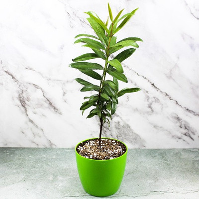 Nursery Nisarga Pepper Plant(Hybrid, Pack of 1)