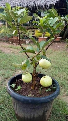 PRAJAPATNURSERY Guava Plant(Hybrid, Pack of 1)