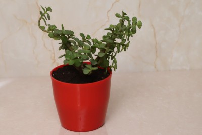 Vibrant Green Jade Plant(Hybrid, Pack of 1)